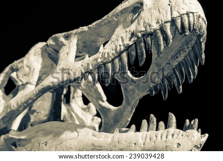 Dinosaur skull - Taubosaurus bataar