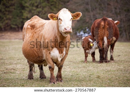 Cow on meadow, Slovakia