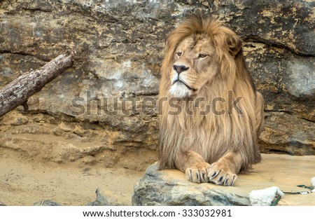 Posing lion in zoo