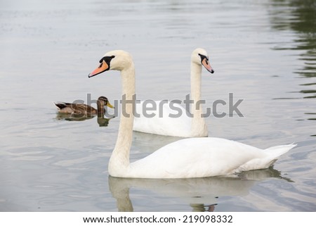 two swan and duck on  water