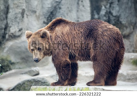 brown bear in  zoo