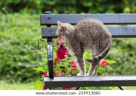 cat arched her back on bench in the park