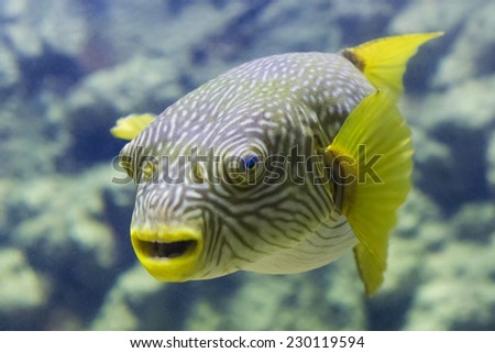exotic fish with bulging eyes, mouth yellow and yellow-finned