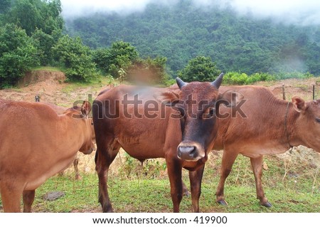 Curious face of domestic cow. Laos.