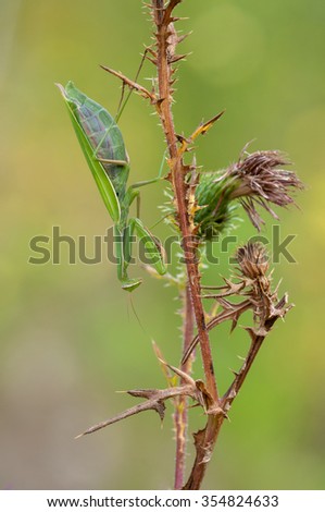 European mantis, Mantis religiosa