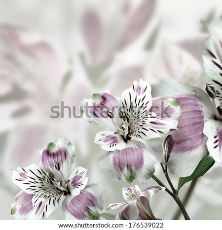 Flower on a white background