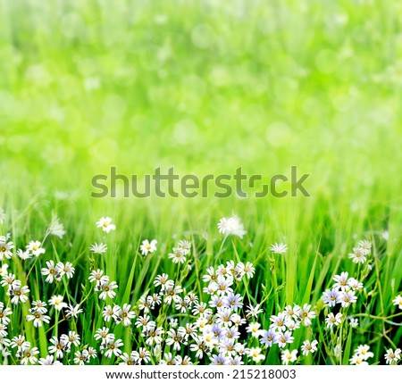 Summer landscape with wildflowers