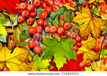 background from autumn leaves and berries rowan