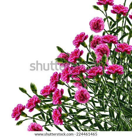 Carnation flowers on white background