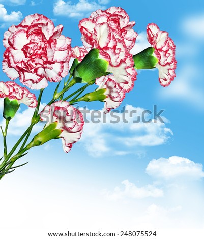 carnation flowers on a background of blue sky with clouds