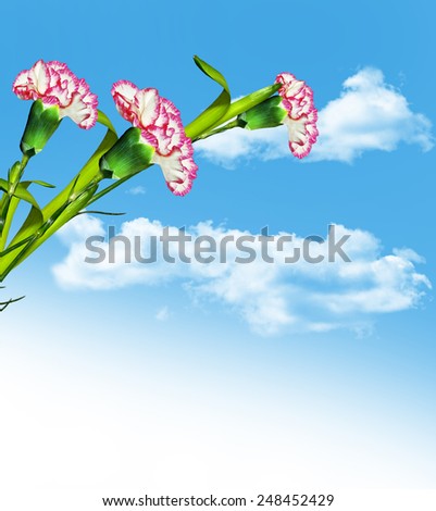 carnation flowers on a background of blue sky with clouds