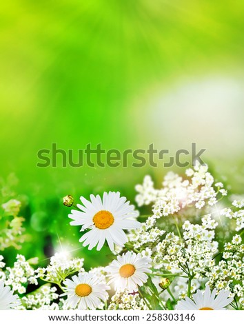 summer landscape. Wildflowers daisies