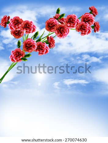 carnation flowers and blue sky with clouds