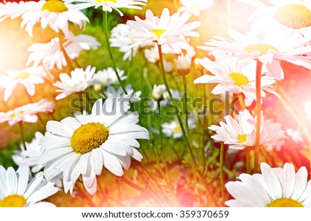 Wildflowers daisies. Summer landscape. delicate spring flowers
