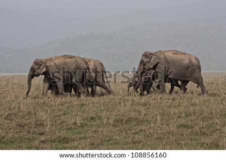 Elephant family escorting baby elephants