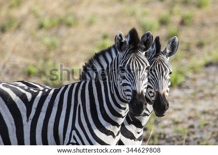 Two zebras stand side by side like twins in Botswana, Africa.
