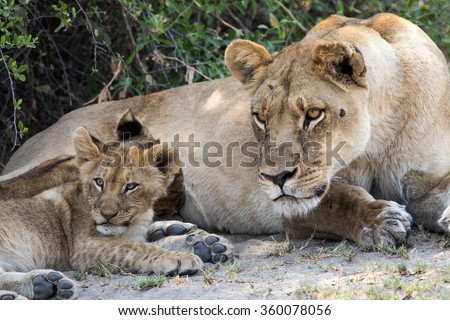 A mother lion and her cub on the alert.