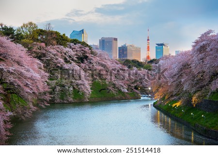 Tokyo, Japan - April 6, 2014: Sakura blossom at Kitanomaru Garden, Tokyo, Japan on April 6, 2014.