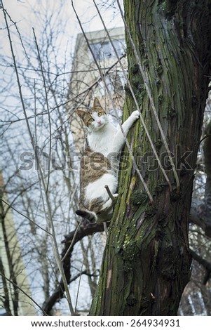 Scared cat hanging from the bark of a tree