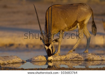 Gemsbok Male drinking water after mud bath at sunset