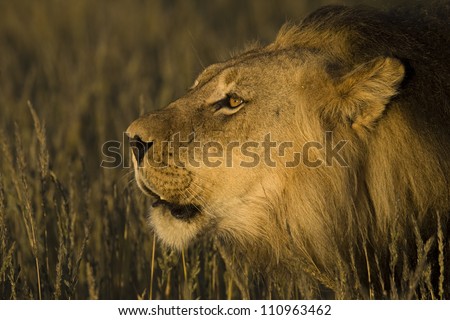 Male Lion Roar