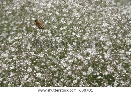 Bee flying over small flowers