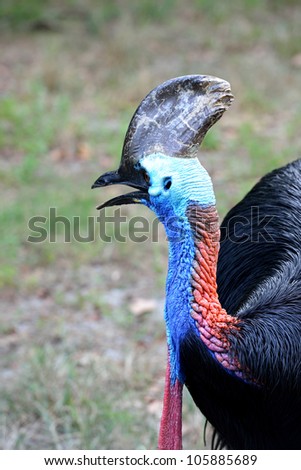 The Beautiful bird. name is Southern Cassowary or Casuarius casuarius,It has hard and stiff plumage, a brown casque, blue face and neck, red nape and two red wattles hanging down its throat.