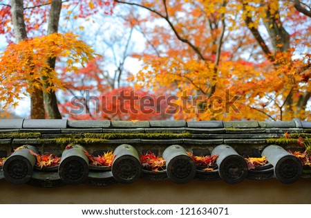 autumn maple leaves are on the japan style roof with colorful maple tree background