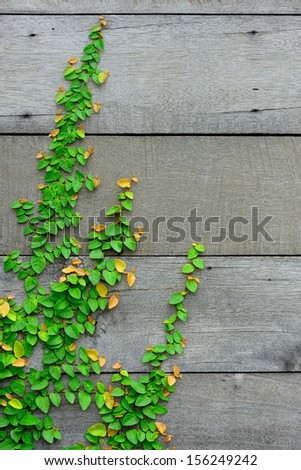 The green creeper plant is nice pattern on the wooden wall for background.