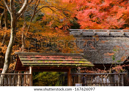 autumn maple leaves are on the japan style roof with colorful maple tree background