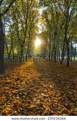 The rising sun in the morning in the autumn park.