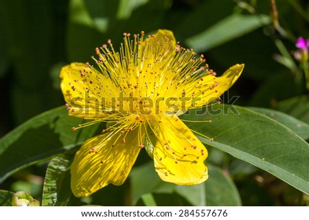 Yellow flower with thin stamens on the background of green leaves.