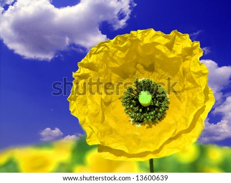 yellow poppy and blue sky