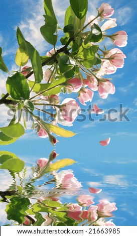 flowers  of apple-tree and reflection in water on a background sky