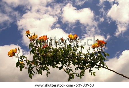 branch of tree of rose on a background sky