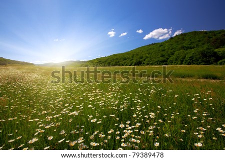 summer landscape - valley of flowering camomiles