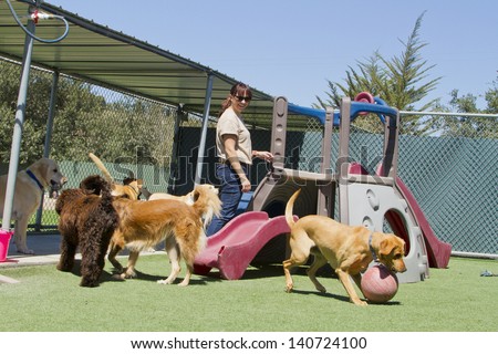 A Female Staff Member At A Kennel Supervises Several Large Dogs Playing Together.