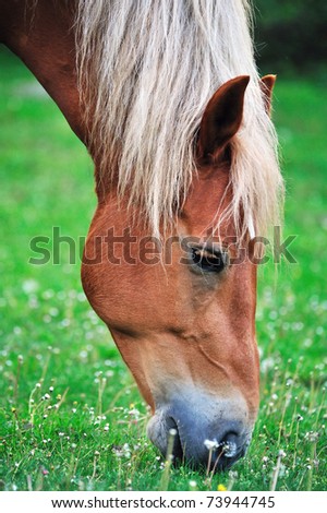 Feeding horse
