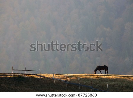 Horse feeding on a meadow