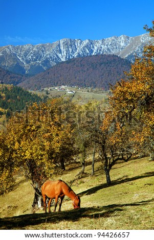 Feeding horse in The Transylvanian Alps, Romania