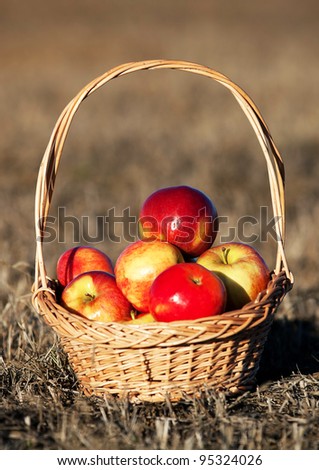 Healthy Organic Apples in a Basket - natural sunset light