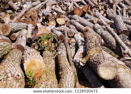 Stack of firewood. Wooden log. Pile of wood logs ready for winter. Firewood Pile. Wood Pile