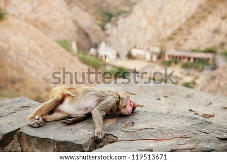 Monkey temple Galwar Bagh in Jaipur, India