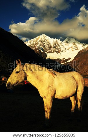 Peruvian horse in Cordiliera Huayhuash, Peru, South America