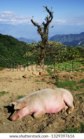 Large domestic pig resting in an outdoor farm