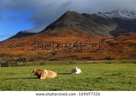 Catlle on the Island of Skye, Scotland, Europe
