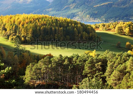 Autumn magic forest on the shores of Lochness, Scotland, Europe