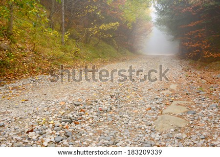 Forest road - autumn landscape
