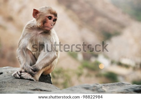 Monkey temple Galwar Bagh in Jaipur, India