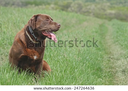 Chocolate labrador retriever dog sitting outside